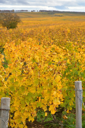 Golden Autumn Colors in the Vineyards of Sancerre, Loire Valley, France â October 28, 2025の写真素材