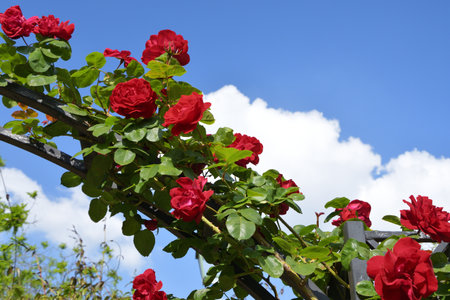 Blooming Roses Forming a Garden Arch â Promenade Pereire, Paris, France, May 8, 2022の写真素材