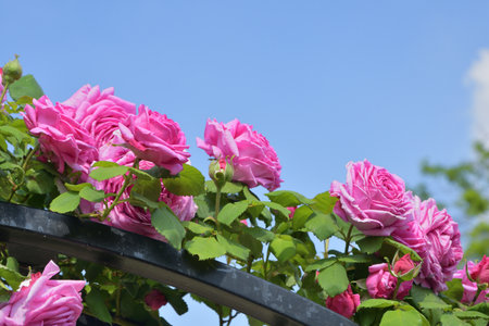Blooming Roses Forming a Garden Arch â Promenade Pereire, Paris, France, May 8, 2022の写真素材