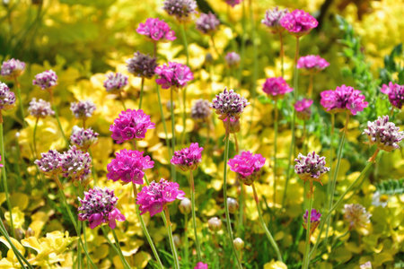Spring Roses Blooming in Paris â Promenade Pereire, France, May 8, 2022の写真素材