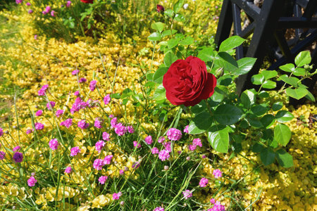 Spring Roses Blooming in Paris â Promenade Pereire, France, May 8, 2022の写真素材
