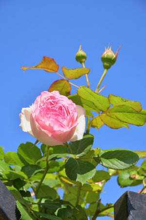 Spring Roses Blooming in Paris â Promenade Pereire, France, May 8, 2022の写真素材