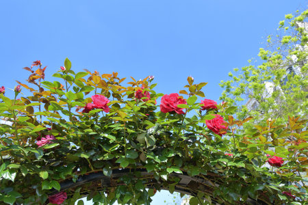 Spring Roses Blooming in Paris â Promenade Pereire, France, May 8, 2022の写真素材