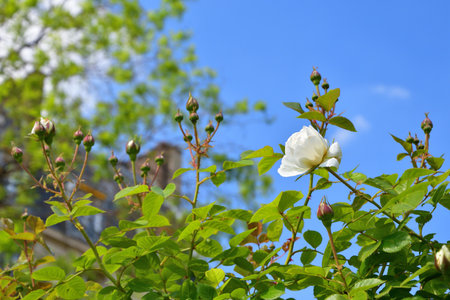 Spring Roses Blooming in Paris â Promenade Pereire, France, May 8, 2022の写真素材