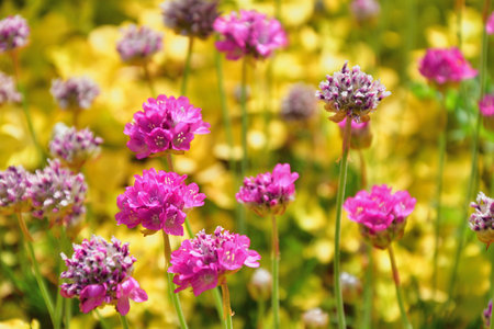 Spring Roses Blooming in Paris â Promenade Pereire, France, May 8, 2022の写真素材