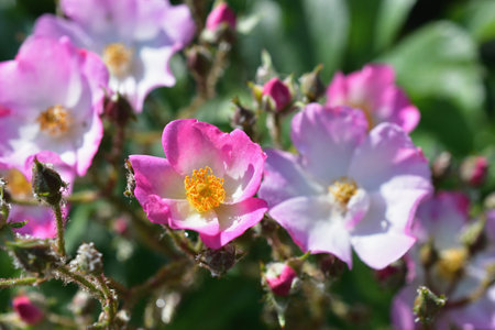 Spring Roses Blooming in Paris â Promenade Pereire, France, May 8, 2022の写真素材