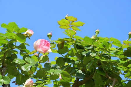 Spring Roses Blooming in Paris â Promenade Pereire, France, May 8, 2022の写真素材
