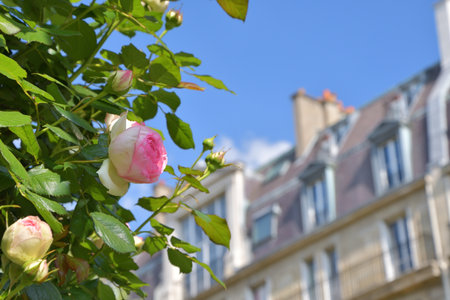 Spring Roses Blooming in Paris â Promenade Pereire, France, May 8, 2022の写真素材