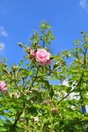 Spring Roses Blooming in Paris â Promenade Pereire, France, May 8, 2022の写真素材