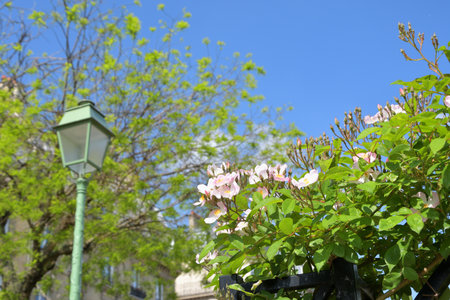 Spring Roses Blooming in Paris â Promenade Pereire, France, May 8, 2022の写真素材