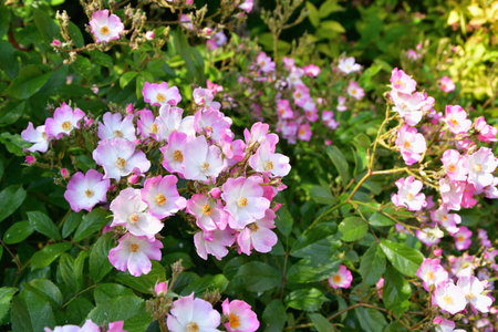 Spring Roses Blooming in Paris â Promenade Pereire, France, May 8, 2022の写真素材