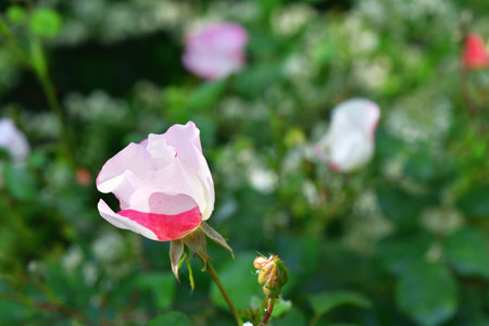 Spring Roses Blooming in Paris â Promenade Pereire, France, May 8, 2022の写真素材