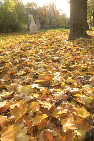 Autumn Fallen Leaves in Parc Monceau, Paris, France â Low Angle Backlit Shot, November 11, 2025の写真素材