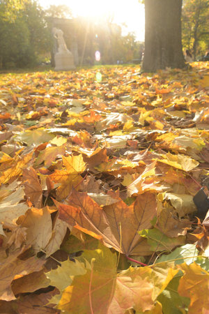 Autumn Fallen Leaves in Parc Monceau, Paris, France â Low Angle Backlit Shot, November 11, 2025の写真素材
