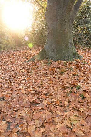Autumn Fallen Leaves in Parc Monceau, Paris, France â Low Angle Backlit Shot, November 11, 2025の写真素材