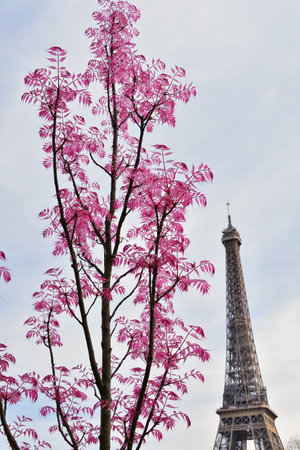 Chinese Toon 'Flamingo' Tree with Red Leaves at TrocadÃ©ro, Paris, France, with the Eiffel Tower â April 11, 2022の写真素材