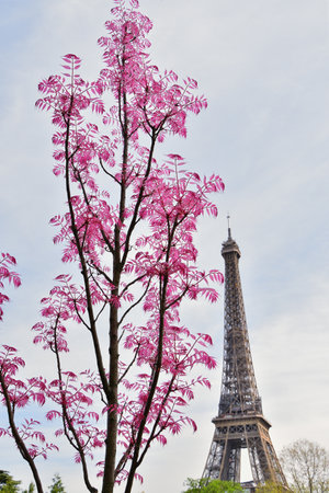 Chinese Toon 'Flamingo' Tree with Red Leaves at TrocadÃ©ro, Paris, France, with the Eiffel Tower â April 11, 2022の写真素材