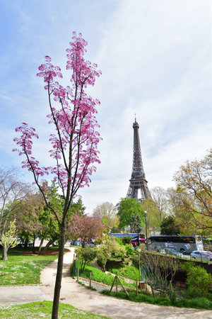 Chinese Toon 'Flamingo' Tree with Red Leaves at TrocadÃ©ro, Paris, France, with the Eiffel Tower â April 11, 2022の写真素材