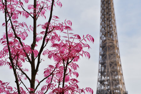 Chinese Toon 'Flamingo' Tree with Red Leaves at TrocadÃ©ro, Paris, France, with the Eiffel Tower â April 11, 2022の写真素材