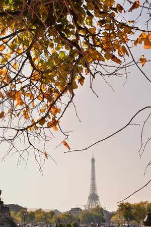 Tuileries Garden Autumn Scene with the Eiffel Tower in the Distance â Paris, October 14, 2025の写真素材