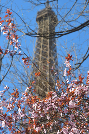 Purple leaf plum flowers with Eiffel Tower in background in Paris, France, March 2, 2026