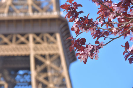 Purple leaf plum flowers with Eiffel Tower in background in Paris, France, March 2, 2026