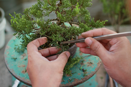 Making of bonsai trees. Handmade accessories wire and scissor bonsai, bonsai tools, stand of bonsai.