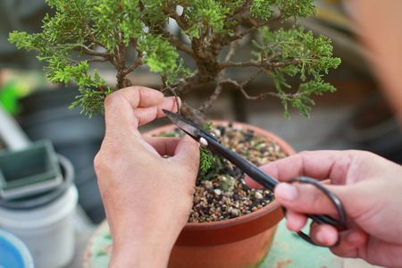 Making of bonsai trees. Handmade accessories wire and scissor bonsai, bonsai tools, stand of bonsai.の写真素材