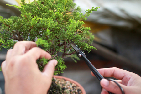 Making of bonsai trees. Handmade accessories wire and scissor bonsai, bonsai tools, stand of bonsai.の写真素材