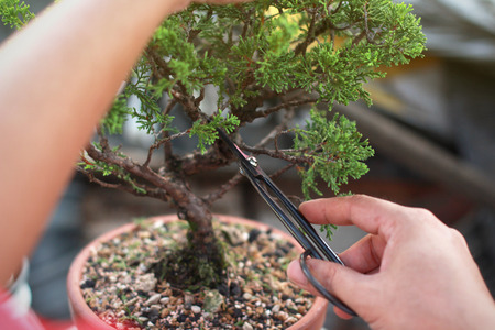 Making of bonsai trees. Handmade accessories wire and scissor bonsai, bonsai tools, stand of bonsai.の写真素材