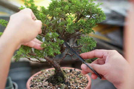 Making of bonsai trees. Handmade accessories wire and scissor bonsai, bonsai tools, stand of bonsai.の写真素材