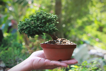 Sekka Hinoki Japanese bonsai Tree on Hand, Background in the garden.の写真素材