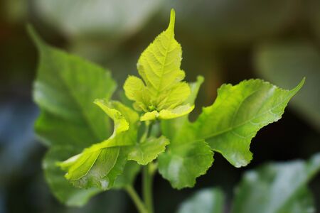 Mulberry leaves with soft focus and blurred backgroundの写真素材