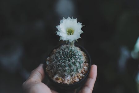 Colourful Cactus flower plant nature flowers on hand, Nature background and space for textの写真素材