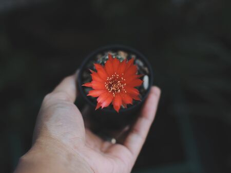 Colourful Cactus flower plant nature flowers on hand, Nature background and space for textの写真素材