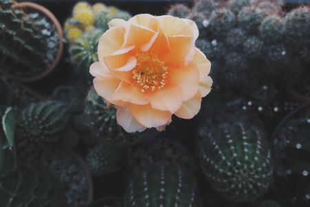 Colourful Cactus flower plant nature flowers, Nature background and space for textの写真素材