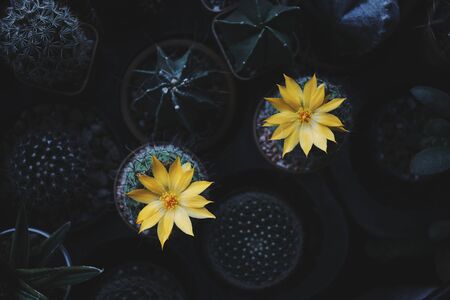 Colourful Cactus flower plant nature flowers, Nature background and space for textの写真素材