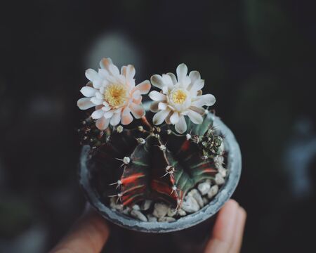 Colourful Cactus flower plant nature flowers on hand, Nature background and space for textの写真素材