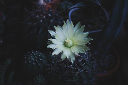 Colourful Cactus flower plant nature flowers, Nature background and space for textの写真素材
