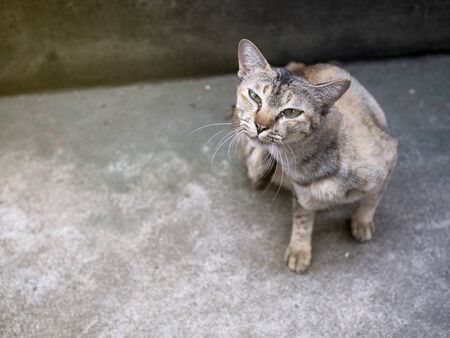 The cat is lying on the floor in a comfortable posture, cleansing the body, dirty walls, Concept about cats having space for text.の写真素材