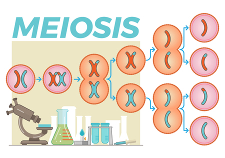 Meiosis cell division illustrationのイラスト素材