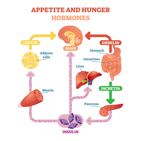 Appetite and hunger hormones vector diagram illustration, graphic educational scheme. Educational medical information.のイラスト素材