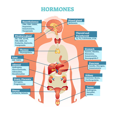 Human body hormones vector illustration diagram, human organ collection. Educational medical information.のイラスト素材