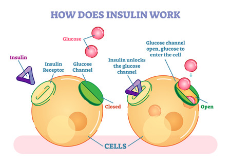 How does insulin work, illustrated vector diagram. Educational medical information.のイラスト素材