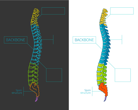 Spine bone vector detailed illustration with colored sections. Health care educational information template.のイラスト素材