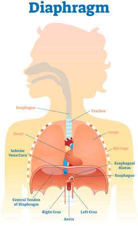 Diaphragm anatomical vector illustration diagram, educational medical scheme with human trachea, esophagus, rib cage and lungs.のイラスト素材