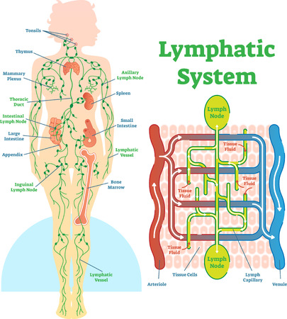 Lymphatic system anatomical vector illustration diagram, educational medical scheme with lymph nodes and tissue fluid circulation flow.のイラスト素材