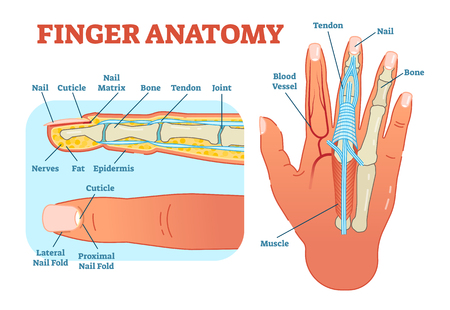 Finger anatomy medical vector illustration with bones, muscle scheme and finger cross section. Educational information.のイラスト素材