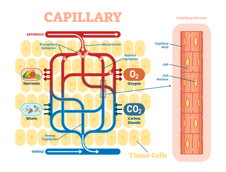 Capillary schematic, anatomical vector illustration diagram with blood flow. Educational information poster.のイラスト素材