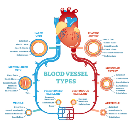 Blood vessel types anatomical diagram vector illustrationのイラスト素材